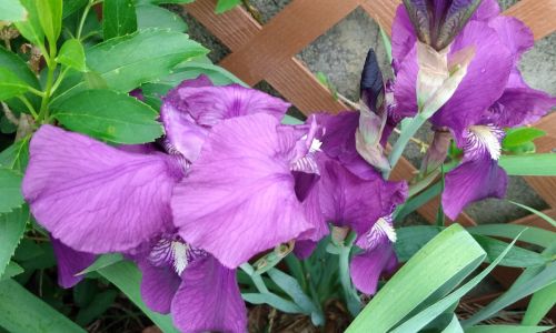 Iris Transplanting Tips