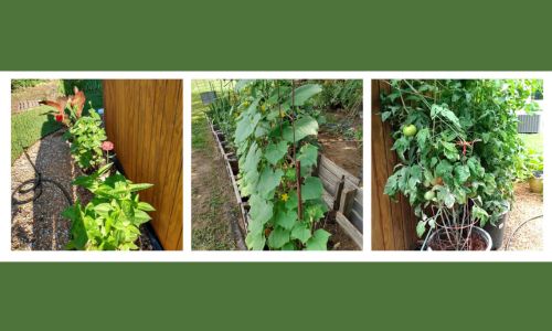 2025 Gardeners Perennials & Heirloom Plants