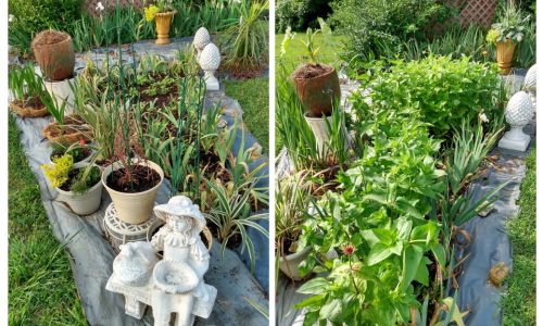 2025 Gardeners Perennials & Heirloom Plants