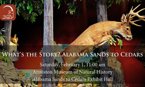 What's the Story Alabama Sands