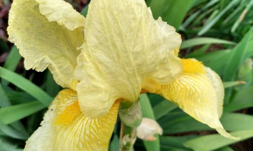 Iris