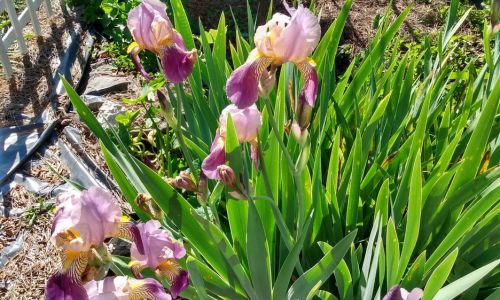 Iris