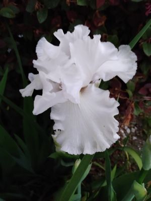 Iris