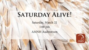 Saturday Alive!