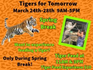 Tiger Feeding Experience