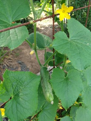 Marketmore 76 Cucumbers