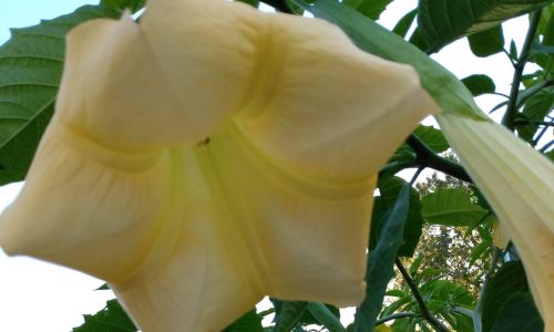 Angel Trumpets