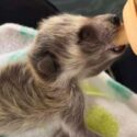Animal Rehab