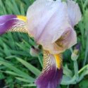 Iris Greenery in Landscapes