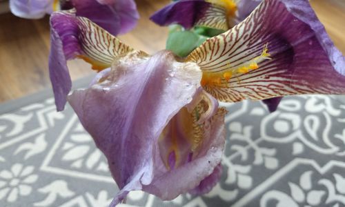 Iris Greenery in Landscapes