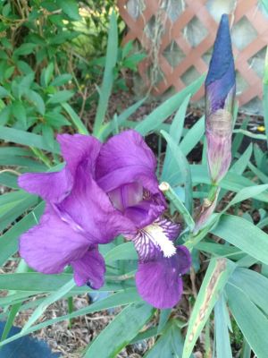 Iris Greenery in Landscapes