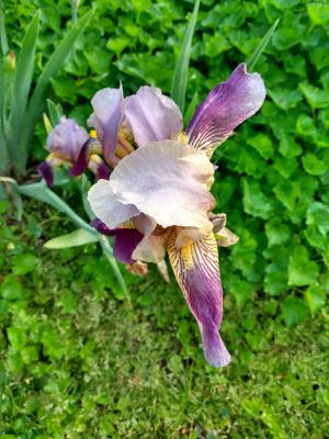 Iris Greenery in Landscapes