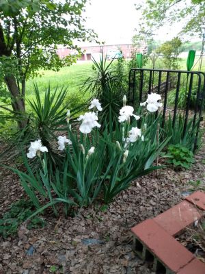Iris Greenery in Landscapes