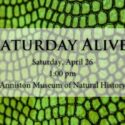 Saturday Alive!