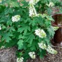 Shade Plant Selection