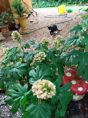 Shade Plant Selection