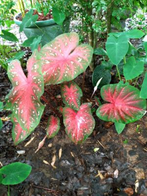 Shade Plant Selection