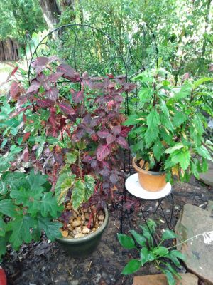 Shade Plant Selection