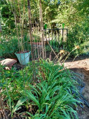 Shade Plant Selection