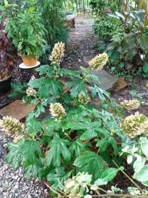 Shade Plant Selection