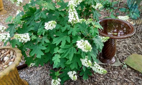 Shade Plant Selection