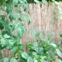 Straw Bale Gardening, Organic