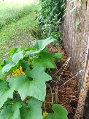 Straw Bale Gardening, Organic