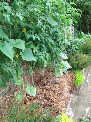 Straw Bale Gardening, Organic