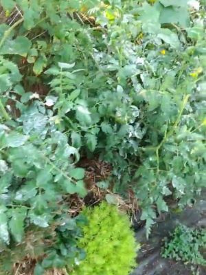 Straw Bale Gardening, Organic