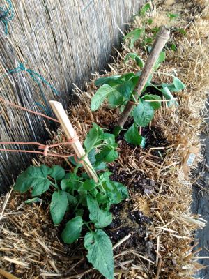 Straw Bale Gardening, Organic