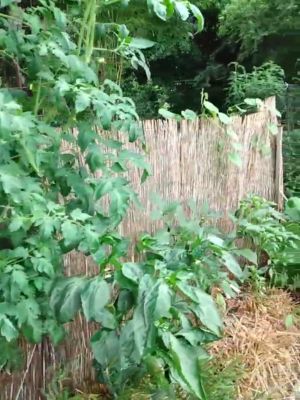 Straw Bale Gardening, Organic