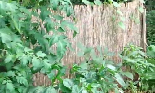 Straw Bale Gardening, Organic