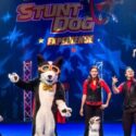 Stunt Dogs