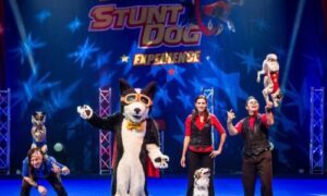 Stunt Dogs