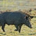 U.S. Senators Katie Britt, John Cornyn Introduce Bill to Eradicate Feral Swine Plaguing our Farms