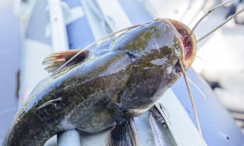 U.S. Senators Katie Britt, Tom Cotton Introduce Effort to Allow Fish Farmers to Protect Ponds from Predatory Cormorants