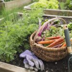 Planting Success: A Beginingers Guide to gardening in Alabama