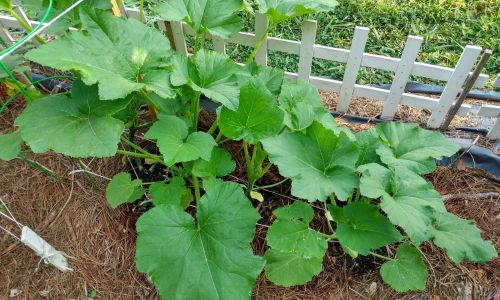 Crook Neck Squash Unique Uses