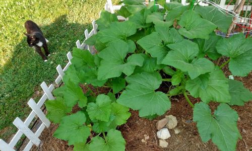 Crook Neck Squash Unique Uses