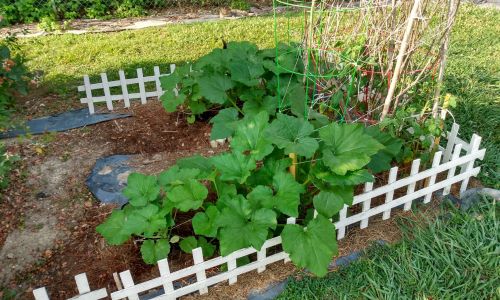 Crook Neck Squash Unique Uses