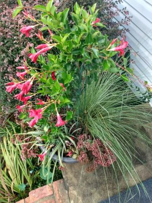 Outdoor Potted Plants