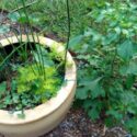 Outdoor Potted Plants