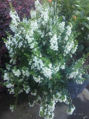 Outdoor Potted Plants