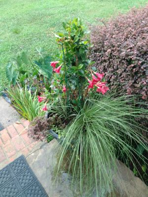 Outdoor Potted Plants