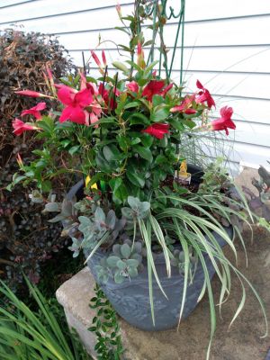 Outdoor Potted Plants