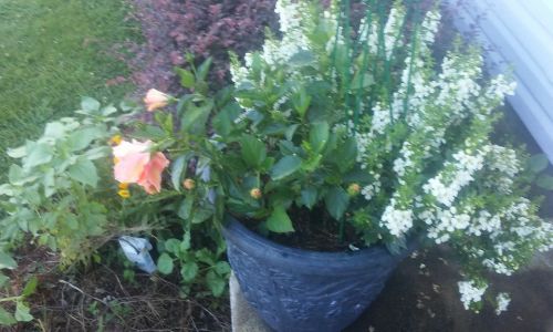 Outdoor Potted Plants