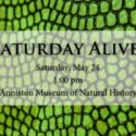 Saturday Alive