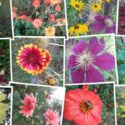 Torch Mexican Sunflowers