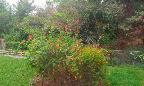 Torch Mexican Sunflowers