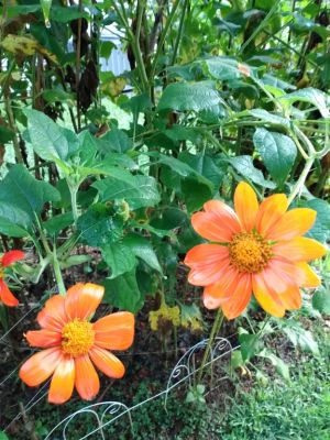 Torch Mexican Sunflowers